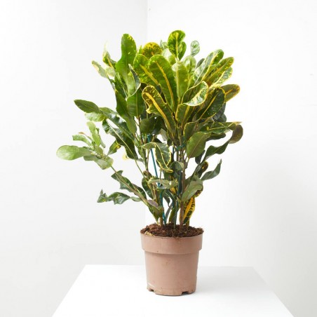 CROTON MAMEY MACETA 20CM