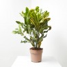 CROTON MAMEY MACETA 20CM