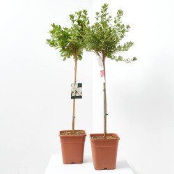 AZALEA JAPONICA MACETA CUADRADA 6LITROS