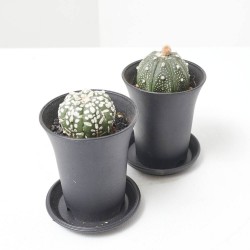 ASTROPHYTUM ASTERIAS MACETA 7.5CM