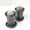 ASTROPHYTUM ASTERIAS MACETA 7.5CM