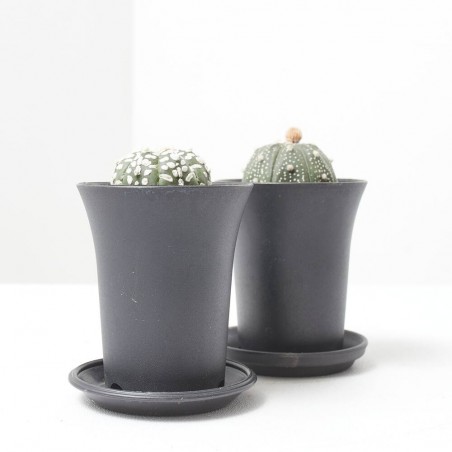 ASTROPHYTUM ASTERIAS MACETA 7.5CM