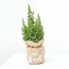 MINI ABETO FELIZ NAVIDAD 13CM