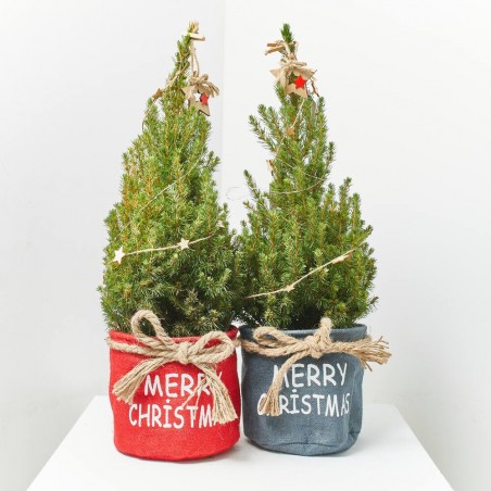 PICEA CON MACETERO DE RAFIA NAVIDAD Y LUZ