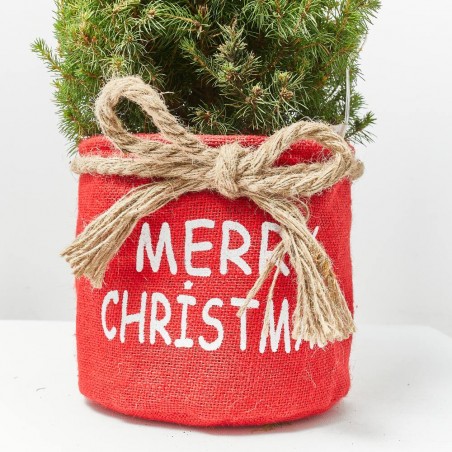 PICEA CON MACETERO DE RAFIA NAVIDAD Y LUZ