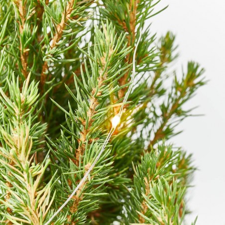 PICEA CON MACETERO DE RAFIA NAVIDAD Y LUZ