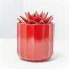 ECHEVERIA ROJA MACETA 9CM NAVIDAD