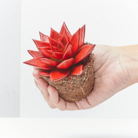 ECHEVERIA ROJA MACETA 9CM NAVIDAD