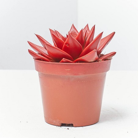 ECHEVERIA ROJA MACETA 9CM NAVIDAD