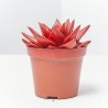 ECHEVERIA ROJA MACETA 9CM NAVIDAD