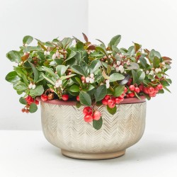 GAULTHERIA TARRINA 19CM