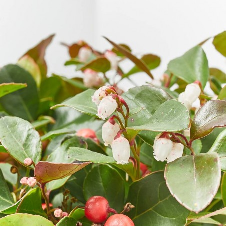 GAULTHERIA TARRINA 19CM