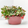 GAULTHERIA TARRINA 19CM
