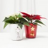 FLOR DE PASCUA M-6 C/CUBRE NAVIDEÑO NEW