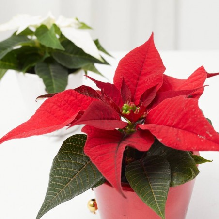 FLOR DE PASCUA M-6 C/CUBRE NAVIDEÑO NEW