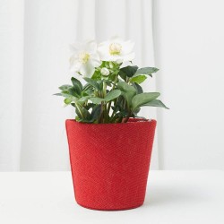 ROSA DE NAVIDAD MACETA 12CM