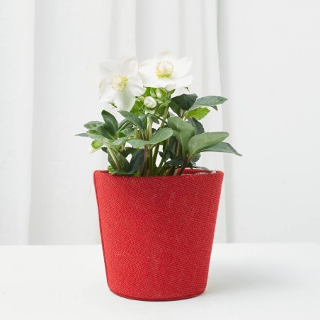 ROSA DE NAVIDAD MACETA 12CM