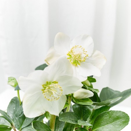 ROSA DE NAVIDAD MACETA 12CM