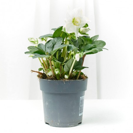 ROSA DE NAVIDAD MACETA 12CM