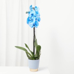 ORQUÍDEA PHALAENOPSIS AZUL 2 TALLOS CON MACETERO CERÁMICA