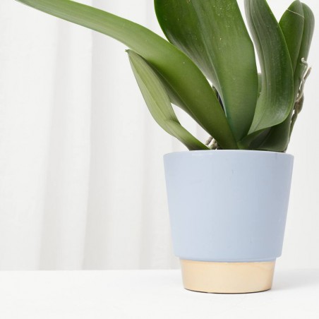 ORQUÍDEA PHALAENOPSIS AZUL 2 TALLOS CON MACETERO CERÁMICA