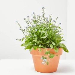 MYOSOTIS SYLVATICA MACETA 13CM