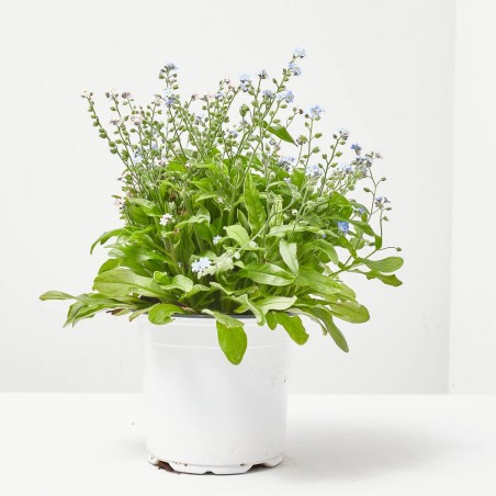MYOSOTIS SYLVATICA MACETA 13CM