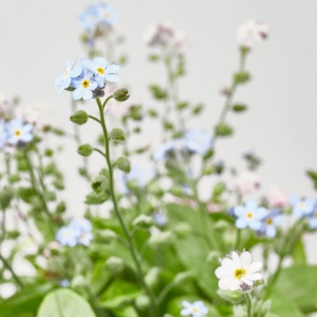 MYOSOTIS SYLVATICA MACETA 13CM