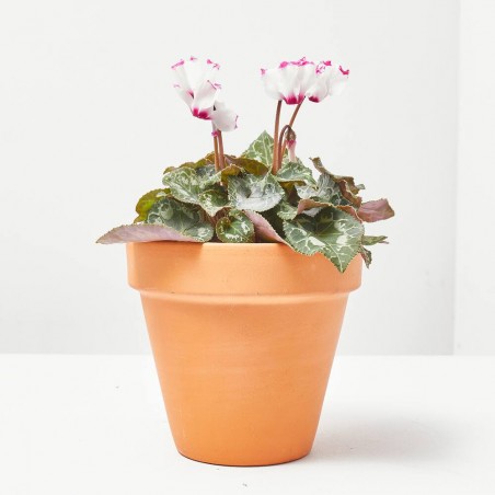 CYCLAMEN PERFUMADO MACETA 11CM