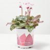 CYCLAMEN PERFUMADO MACETA 11CM