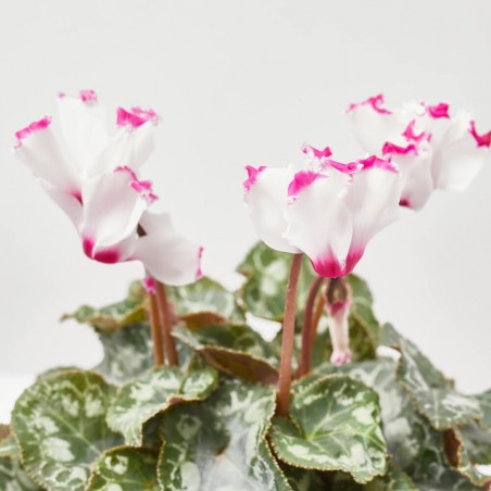 CYCLAMEN PERFUMADO MACETA 11CM