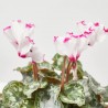 CYCLAMEN PERFUMADO MACETA 11CM