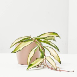 HOYA WAYETII TRICOLOR M-6