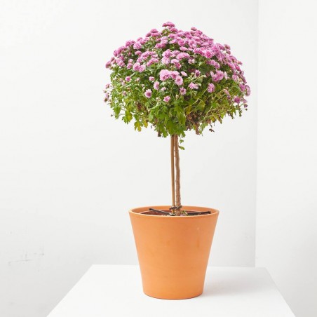 CRISANTEMO COPA MACETA 21CM