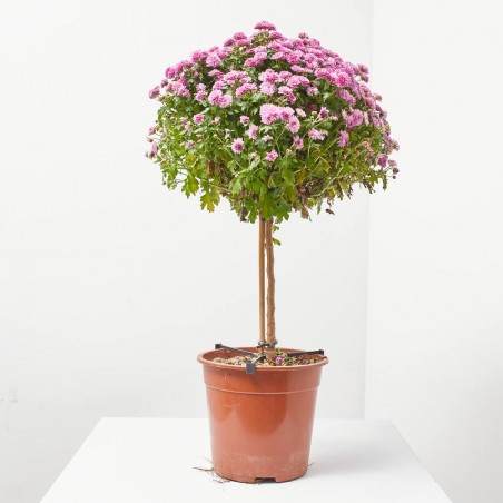 CRISANTEMO COPA MACETA 21CM