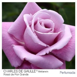ROSAL GRANDIFLORA VIOLETA CHARLES DE GAULLE MACETA 2 LITROS