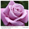 ROSAL GRANDIFLORA VIOLETA CHARLES DE GAULLE MACETA 2 LITROS