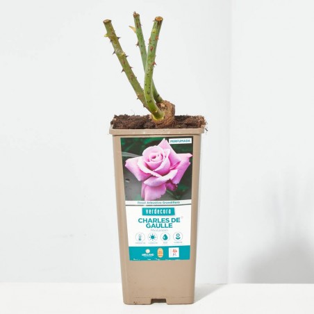 ROSAL GRANDIFLORA VIOLETA CHARLES DE GAULLE MACETA 2 LITROS