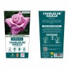 ROSAL GRANDIFLORA VIOLETA CHARLES DE GAULLE MACETA 2 LITROS