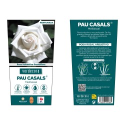ROSAL GRANDIFLORA BLANCO PAU CASALS MACETA 2 LITROS