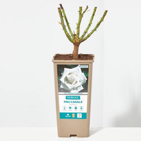 ROSAL GRANDIFLORA BLANCO PAU CASALS MACETA 2 LITROS