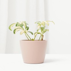 SCHEFFLERA MADAME DE SMET M-6