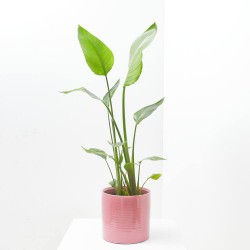 AVE DEL PARAÍSO FLOR BLANCA MACETA 20CM