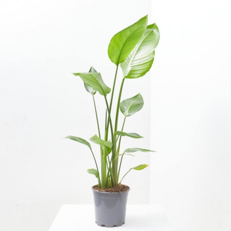 AVE DEL PARAÍSO FLOR BLANCA MACETA 20CM