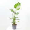 AVE DEL PARAÍSO FLOR BLANCA MACETA 20CM