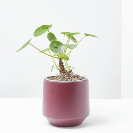 PILEA PEPEROMIOIDES QueQukis M-13