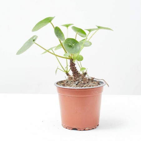 PILEA PEPEROMIOIDES QueQukis M-13