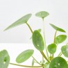 PILEA PEPEROMIOIDES QueQukis M-13