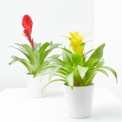BROMELIA MACETA 9CM