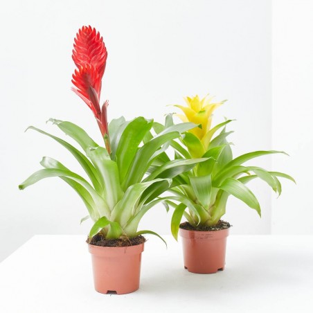 BROMELIA MACETA 9CM